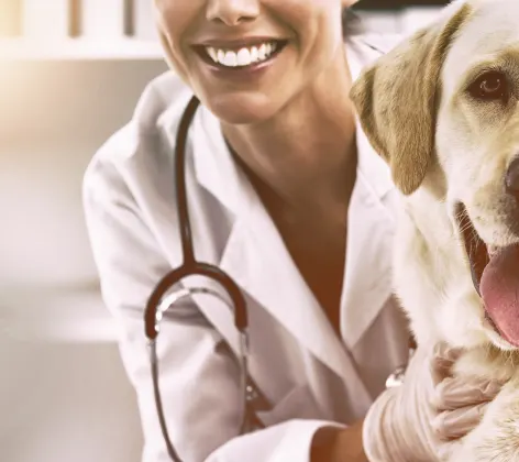 Dog being hugged by a veterinarian